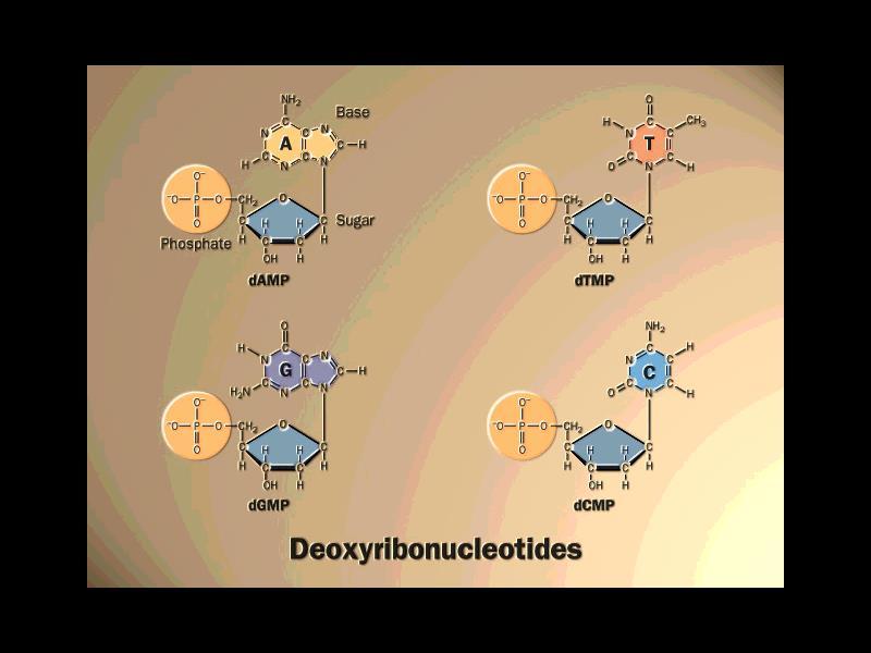 Estrutura dos desoxirribonucleotídeos-5 -monofosfatados