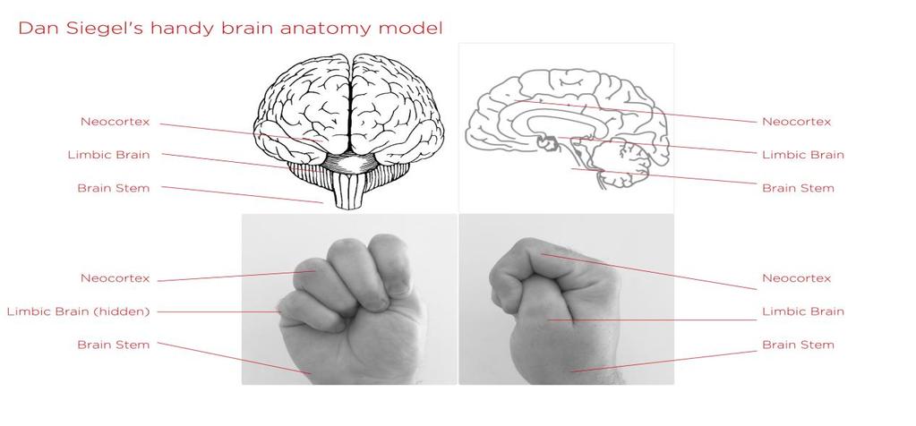 A demonstração foca-se em três estruturas do cérebro: o tronco cerebral ou encefálico (o nosso cérebro reptiliano, responsável pela respiração, pressão arterial, etc.