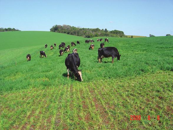 Desta amostra deve ser retirada uma subamostra, a qual deve ser seca sob o sol ou em estufa a 60 ºC até peso constante, para avaliação da MS e estimativa do valor nutritivo (VN).