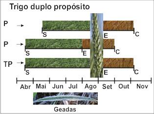 E: espigamento; C: colheita; P: precoce; S: semeadura; e TP: tardio precoce. Figura 5.