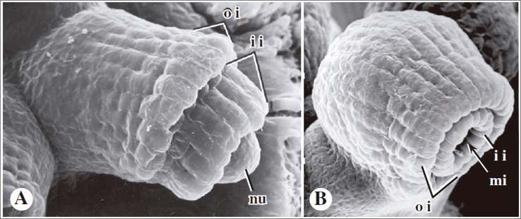 Botânica Sistemática e Econômica 9 Tipos de óvulo.(a) ortotrópico (em Gimnospermas). (b) anotrópico (em Angiospermas). (c) campilotrópico. FONTE: (traduzido de) BELL & HEMSLEY, 2000.