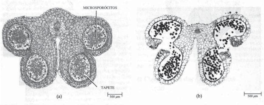 Caracterização e origem das angiospermas Aula 3 Figura 4 Cortes transversais de anteras de lírio (Lilium).