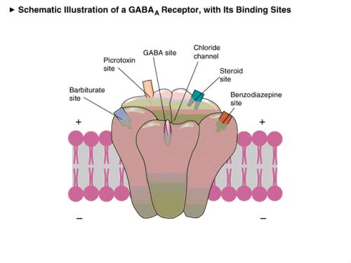 SNC: Age em receptor GABA A, o qual está acoplado a um canal de Cl, tornando a membrana