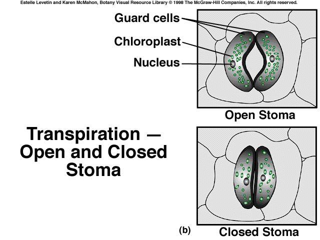 Célula guarda cloroplasto núcleo Estômato aberto