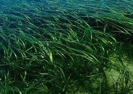 ERVAS MARINHAS SEAGRASSES O que são ervas marinhas?