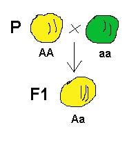 Prova de Mendel: Cor da semente Amarela F1 (impura) X verde Previsão: 1:1