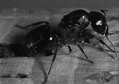 Outros insectos Carpenter ant. Formigas 2.