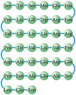II. Sequenciamento de Aminoácidos Determinação da estrutura primária: Sequenciamento dos aminoácidos Quimicamente, as proteínas são polímeros de alto peso molecular formadas por átomos de carbono,