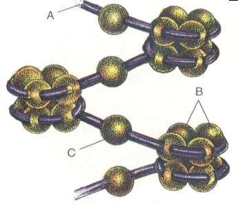 Organização nucleossômica da cromatina Estrutura da cromatina: A =