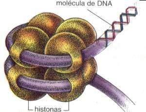 B = Histonas (oito) moléculas com duas voltas do DNA formando um