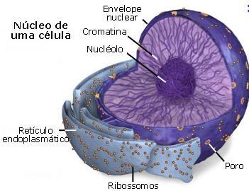 3. NUCLÉOLO Tem aspecto de grânulo, mas não é limitado por membrana.