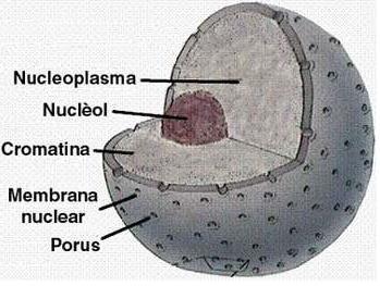 4. NUCLEOPLASMA Massa incolor constituída principalmente de água, proteínas e outras substâncias Função: preencher o núcleo