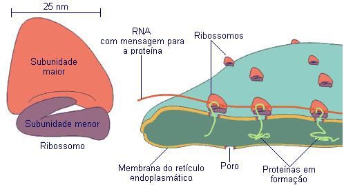 C. RETÍCULO