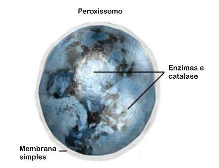 G. PEROXISSOMOS Pequenas organelas envoltos por uma membrana simples Contêm enzimas que atuam em reações oxidativas que degradam lipídios e destroem células