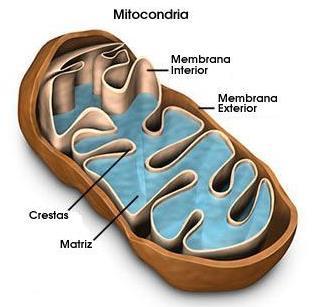 H. MITOCÔNDRIA E CLOROPLASTOS MITOCÔNDRIAS (células animais)