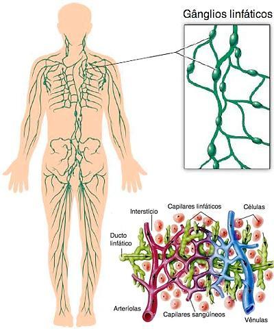 SISTEMA LINFÁTICO Linfonodos: estruturas de consistência esponjosa presentes ao longos dos vasos linfáticos; Ao passar pelos linfonodos, a linfa é