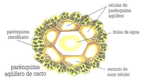 TECIDOS DE PREENCHIMENTO (PARÊNQUIMA) Parênquima aquífero: armazenam água, como