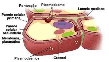 TECIDOS CONDUTORES Podem ser formados por: Xilema (ou lenho): transporta a seiva mineral no sentido das raízes para as folhas e são formados por