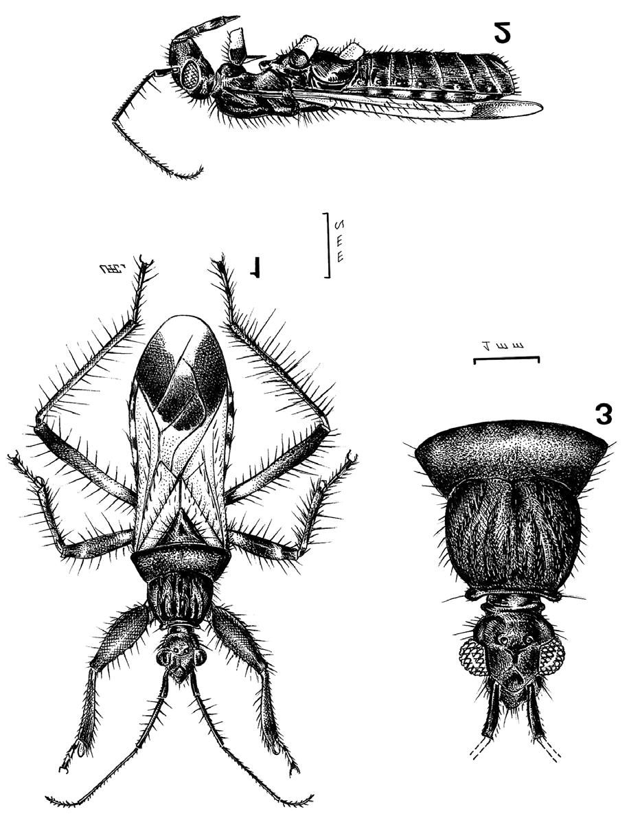 Um novo gênero e espécie de Peiratinae de Nova Friburgo... 5 Figuras 1-3.