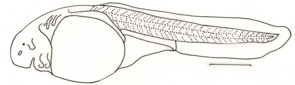 Fig. 10 Desenvolvimento inicial de Steindachneridion melanodermatum no estágio larval vitelino (6,42 mm CP) (Escala = 1 mm). 5.3.