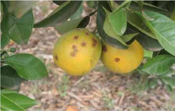 A incidência da leprose está associada à presença do ácaro, afetando principalmente as laranjeiras doces que são mais suscetíveis.