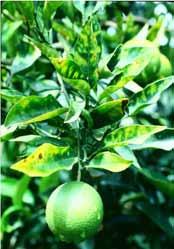 O huanglongbing (HLB) ou greening foi constatado no Brasil em 2004, no Estado de São Paulo, sendo considerada uma das mais devastadoras doenças dos citros no mundo, a qual, até então, estava restrita