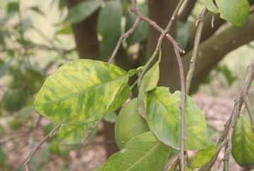 242 243 Foto: Bernardo Ueno. Figura 68. Sintomas de huanglongbing (HLB) ou greening em folhas de citros. Foto: Bernardo Ueno. Figura 69.