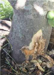 A presença de ferimentos no tronco facilita a penetração do fungo, que invade a zona cambial, impedindo a circulação normal da seiva.