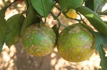 A melanose e/ou podridão peduncular é importante em pomares destinados à produção de fruta fresca, pois compromete a aparência do fruto.