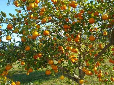 52 53 sofrendo os efeitos negativos dessa base genética limitada. No início do século 20, milhões de árvores enxertadas sobre laranjeira 'Caipira' [Citrus sinensis (L.