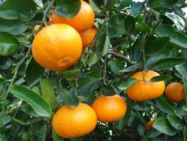 100 101 5.4.2. 'Ortanique' (tangoreiro) Híbrido natural entre laranjeira [Citrus sinensis (L.) Osbeck] e tangerineira (C. reticulata Blanco), tendo sido identificado na Jamaica.