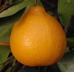 102 103 Limitações da cultivaros frutos são difíceis de descascar, quando comparados aos das tangerineiras, havendo, inclusive, maior quantidade de óleo na casca.