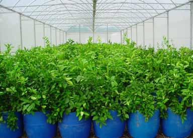 Os próprios viveiristas podem constituir suas plantas borbulheiras, desde que seja atendida a legislação vigente.