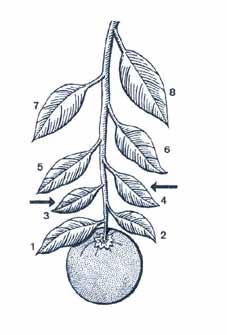 132 133 Tipo de folha: recomenda-se a coleta da terceira ou quarta folha a partir do fruto (Figura 38).