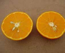 fixados por árvore. As cultivares de laranjeira de umbigo, as tangerineiras satsumas e a limeira ácida 'Tahiti' produzem frutos partenocárpicos regularmente, sem a necessidade de polinização.