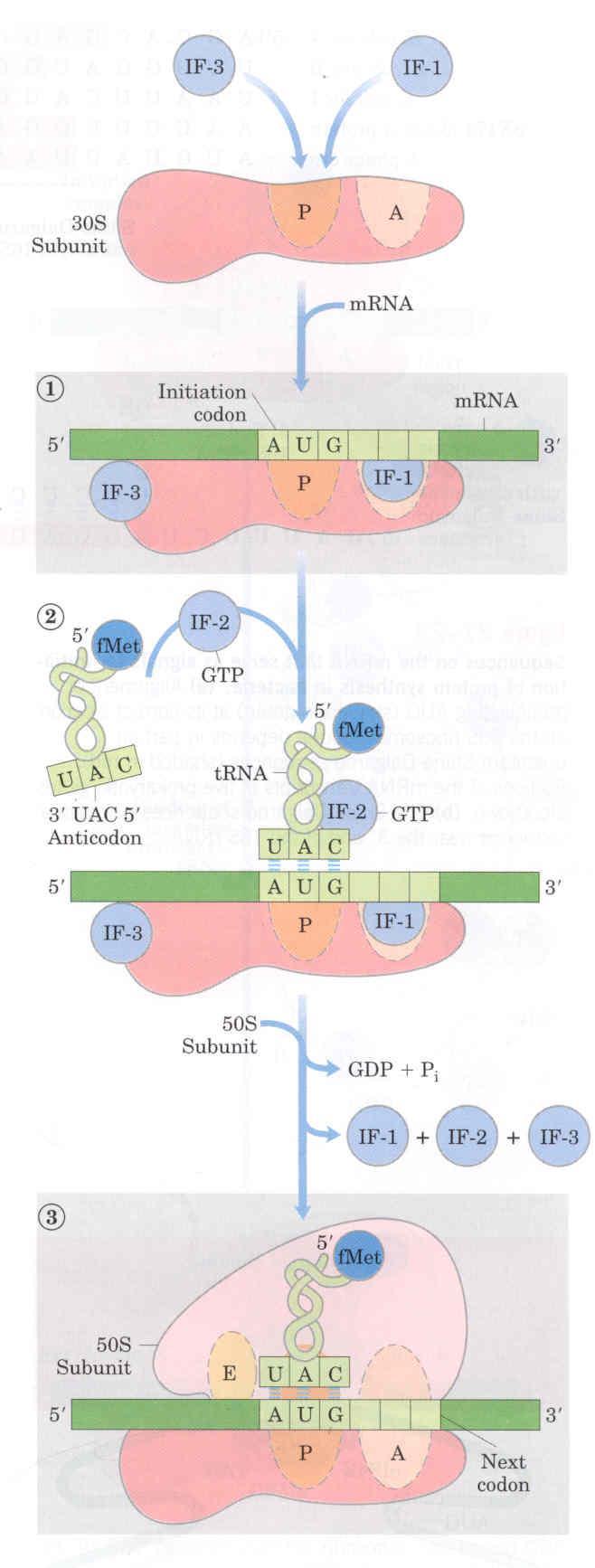 1. A subunidade 30S do ribossomo liga-se aos fatores de iniciação IF-1 e IF-3. O IF-3 previne a associação do complexo à subunidade 50S do ribossomo. 2.