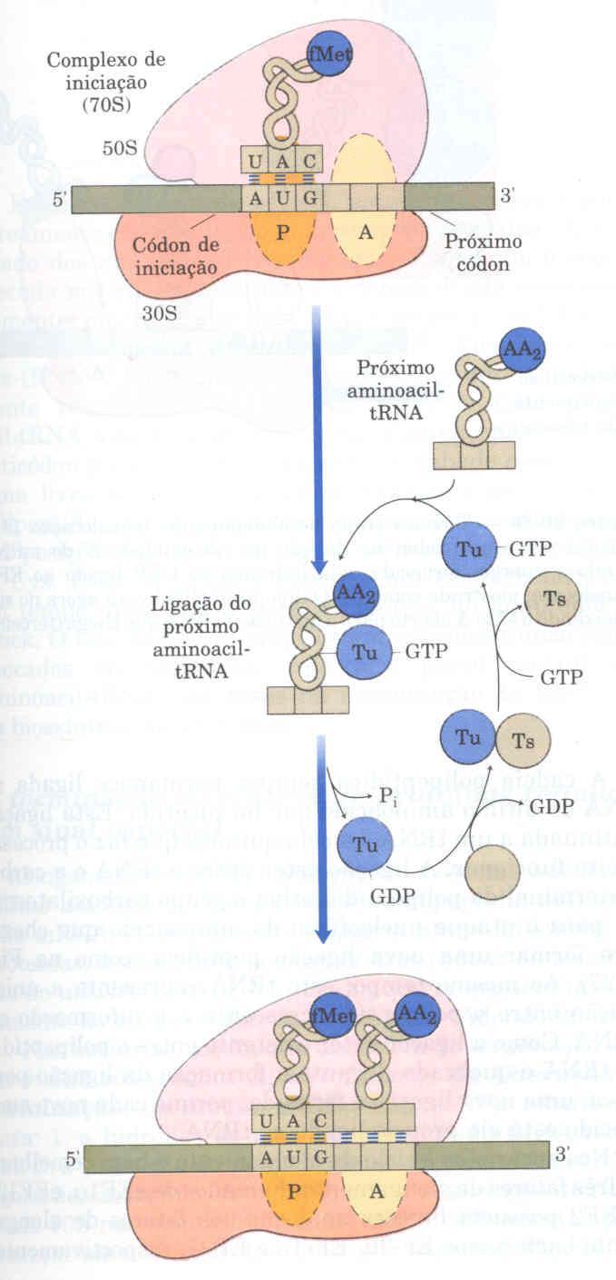 Na primeira etapa do alongamento na síntese protéica bacteriana, ocorre a ligação do segundo aminoacil-trna ao sítio A do ribossomo.