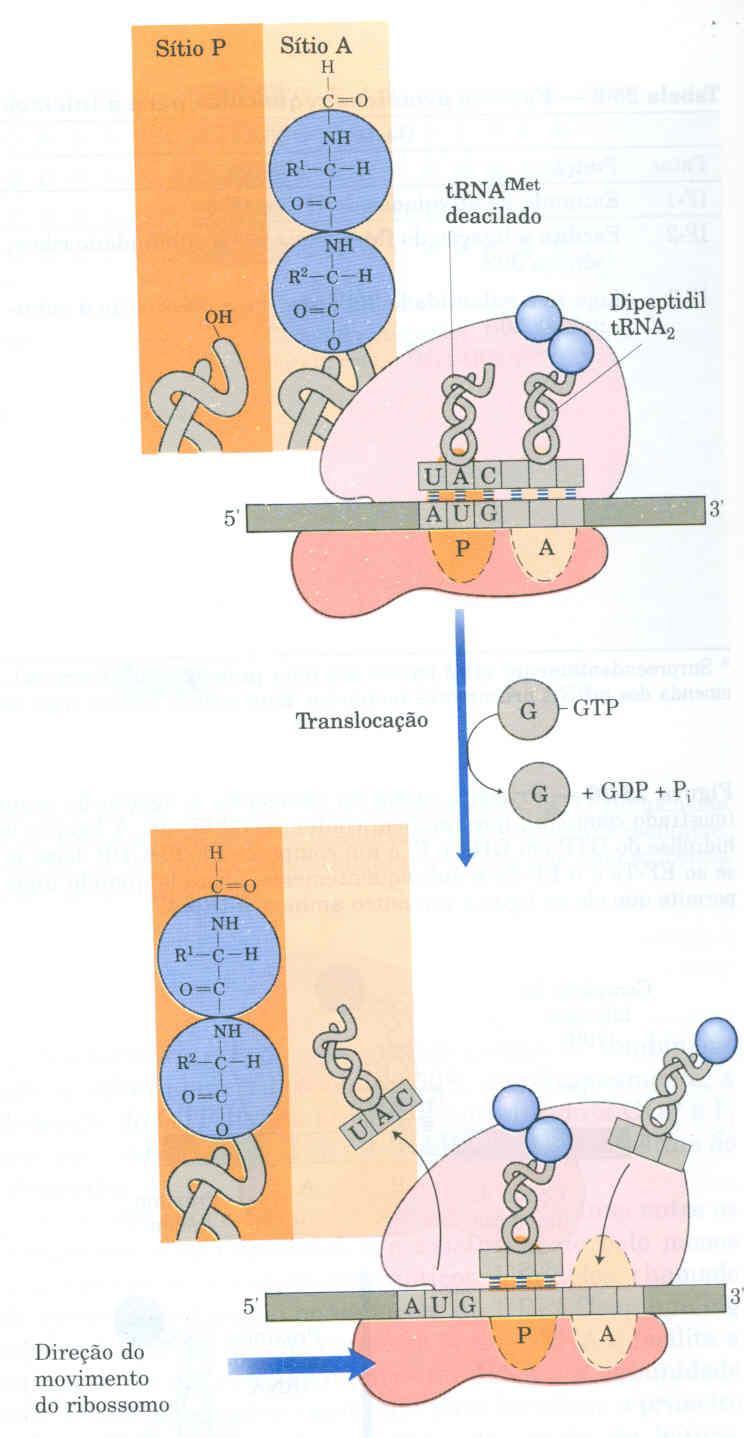 Na terceira etapa do alongamento, ocorre a translocação dos trna: O ribossomo se move em direção à extremidade 3 do mrna, o peptidil-trna está, agora, no sítio P deixando o sítio A