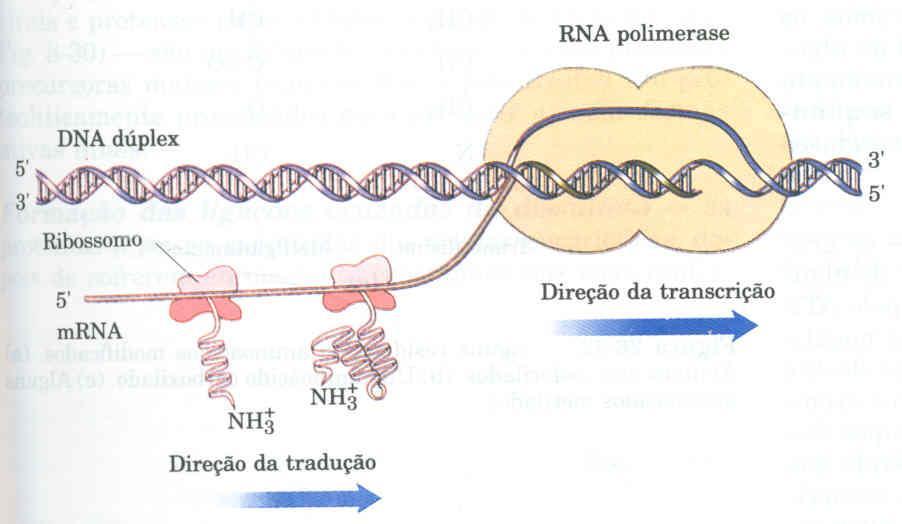 Nos procariontes, há o acoplamento entre a transcrição e a translação.