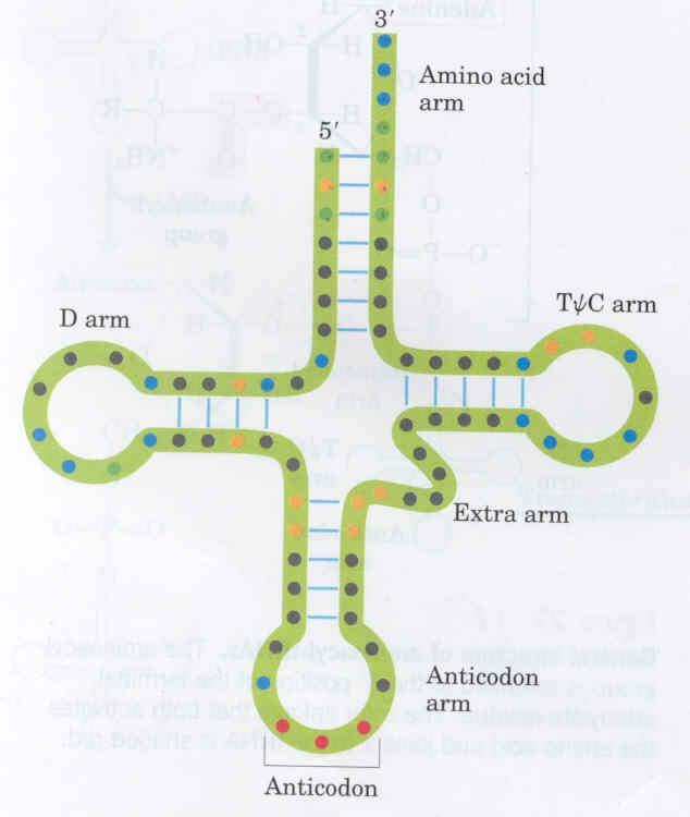 A aminoacil trna sintase é específica para o aminoácido, em caso de erro de reconhecimento o complexo aminoácido-amp é hidrolisado antes da formação do aminoacil-trna A aminoacil-trna sintase é