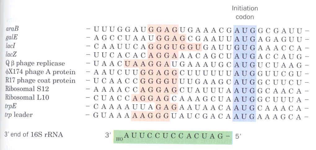 A seqüência Shine-Delgarno no mrna serve como sinal para a iniciação da síntese protéica