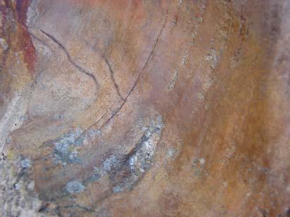 Os troncos fósseis Todos os troncos partilham as características acima referidas, o que torna os 7 fragmentos possíveis partes de uma mesma árvore atribuída a Annonoxylon teixeirae, cuja