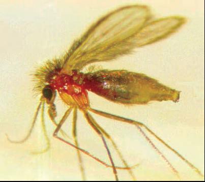 VETORES Flebotomíneos :mosquito palha, birigui,