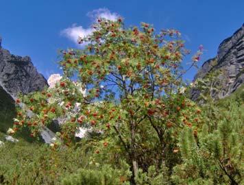 Tramazeira Sorbus Aucuparia L.