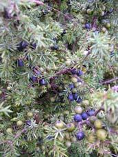 Zimbro Juniperus communis L.