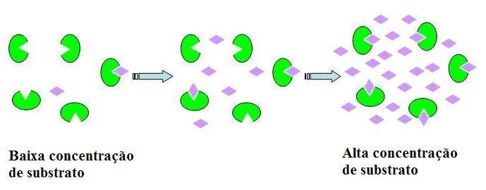 Teoria de Michaelis-Menten A saturação acontece porque, à medida que é aumentada a concentração de substrato, aumenta também a quantidade de enzima presente sob a forma de complexo enzima-substrato
