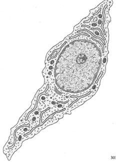 as células do tecido conjuntivo derivam-se de células mesenquimais células