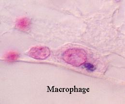 Macrófagos derivados de monócitos que deixam o sangue circulante Funções: Fagocitose