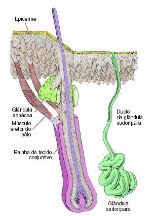 Anexos epiteliais da Pele: Glândulas e Folículo Piloso Glândula sudorípara distribuída na pele do corpo, particularmente abundante na