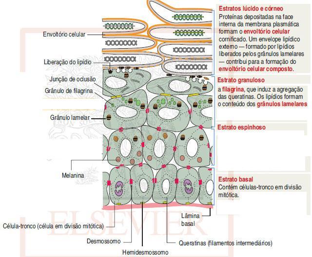 proliferação e diferenciação dos queratinócitos lipídios envoltório celular estrato córneo + junções de oclusão estrato granuloso barreira